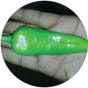 Pepper Seeds - F-1 Lakshmi