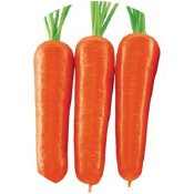 Carrot Seeds Exporters