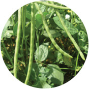 Cowpea Cluster Bean Seeds