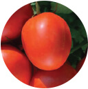 Tomatoes Seeds - F-1 3001