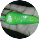 Pepper Seeds - F-1 Lakshmi