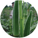 Vegetable Seeds Exporters