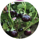 Brinjal Seeds - F-1 Avinash