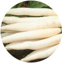 White Radish Seeds Exporters