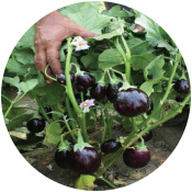 Brinjal Seeds Exporters