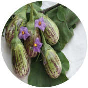 Brinjal Seeds