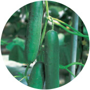 cucumber seeds gujarat
