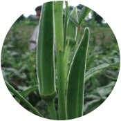 Okra Seeds