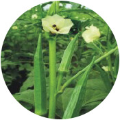 Okra Seeds Exporter