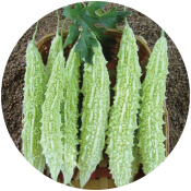 Okra Seeds Suppliers