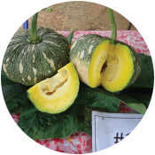 Pumpkin seeds - greenfieldseeds.in