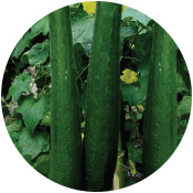 Sponge Gourd Seeds