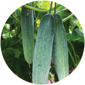 Cucumber Seeds