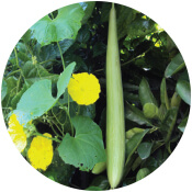 Bottle Gourd Seeds