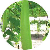 Bottle Gourd Seeds