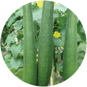 Bottle Gourd Seeds