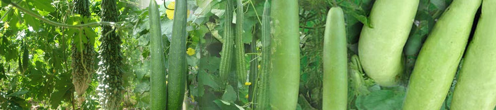 Bitter Gourds Seeds