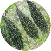 Bottle Gourd Seeds